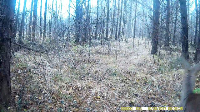 Косуля на фотоловушку смотреть онлайн