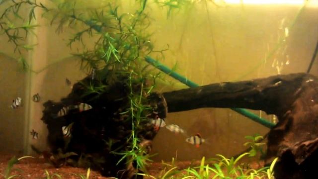 Барбус Суматранский Puntius tetrazona смотреть онлайн
