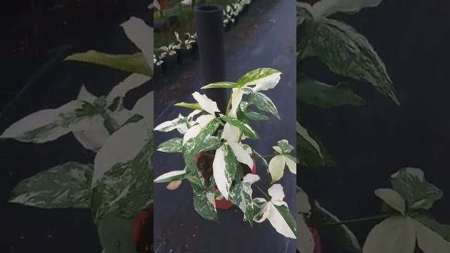 Syngonium podophyllum albo variegata with pole смотреть онлайн