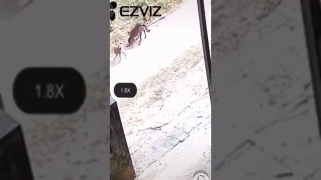 😱😱😱 СҰМДЫҚ ИТ ЖАС БАЛАНЫ ТАЛАДЫ 😰😰😰 смотреть онлайн