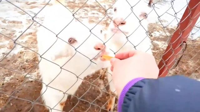 Кормим Альпаку в Контактном Зоопарке Животных на Ферме | Zoo For Kids смотреть онлайн