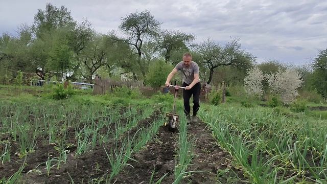 прополка лук чеснок смотреть онлайн