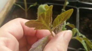 БОЛЕЗНИ рассады ТОМАТОВ. Спасите подсказкой!