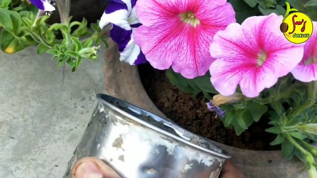 পিটুনিয়ার গরমের যত্ন ।। Petunia Summer Care ।। Petunia Plant Care In Summer ।।