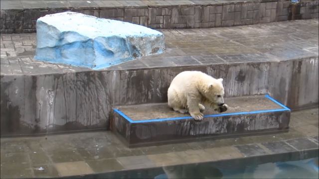 Медвежата что-то интересное нашли в воде 05.05.19 смотреть онлайн