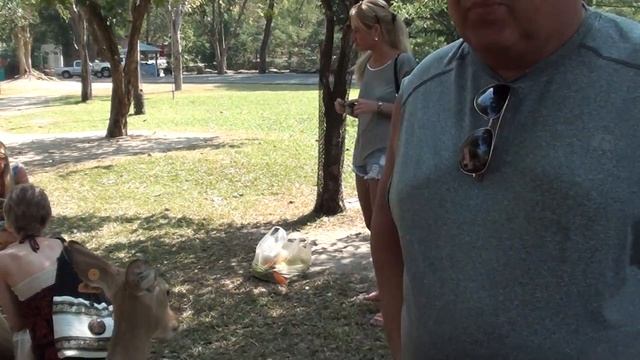 12 кормим косуль смотреть онлайн