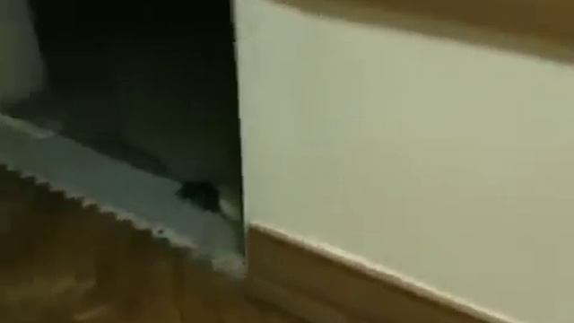 охота на крысу смотреть онлайн