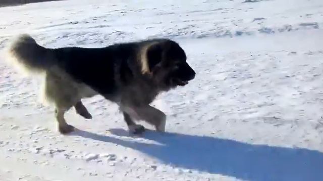 КАВКАЗСКАЯ ОВЧАРКА УСАДЬБА ЕСАУЛА ЛЕОНА смотреть онлайн