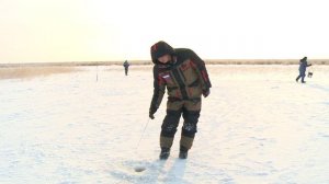 Дикий сенокос окуня со льда Да его тут тьма