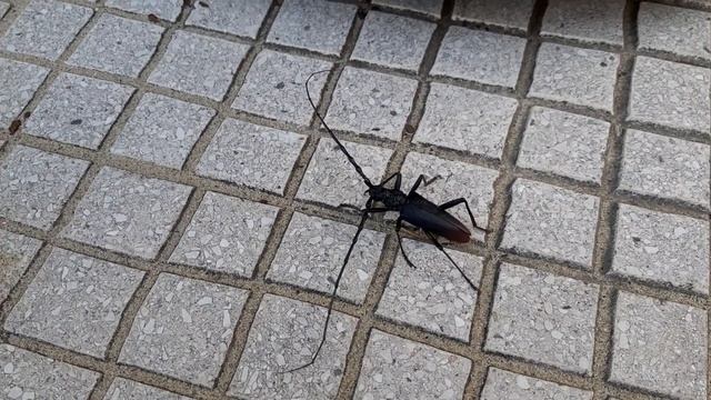 Гигантский жук-усач . #shorts смотреть онлайн