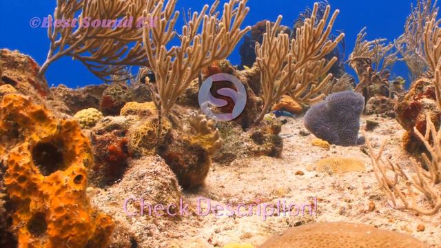 Coral Reef Fish Reef Hd Underwater Shooting Video смотреть онлайн
