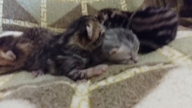 Котята ШОТЛАНДСКОЙ породы 2 дня смотреть онлайн