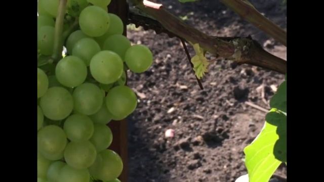 Виноград урожайный Зилга, Платовский, сезон 2017 смотреть онлайн