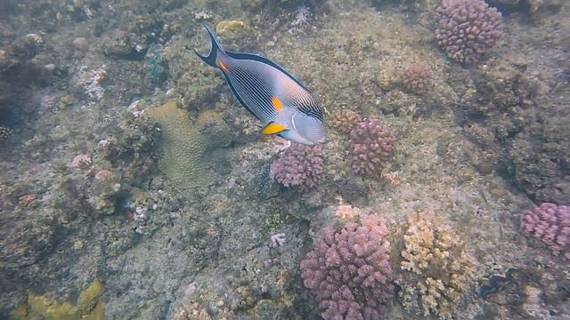 Домашний риф отеля Hilton Marsa Alam Nubian Resort