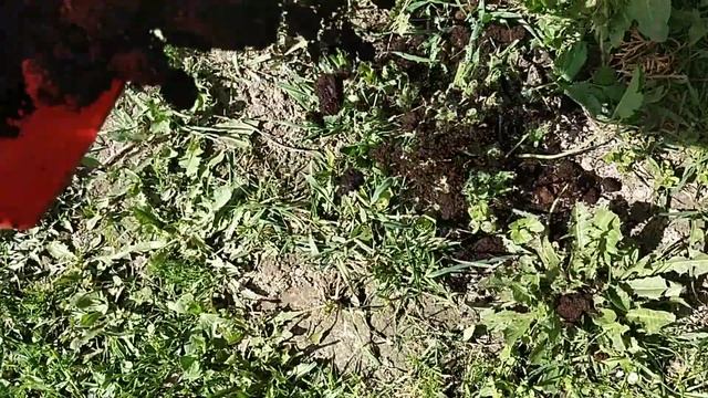 Натуральное средство от слизней на хосте, клубнике и т.д. смотреть онлайн