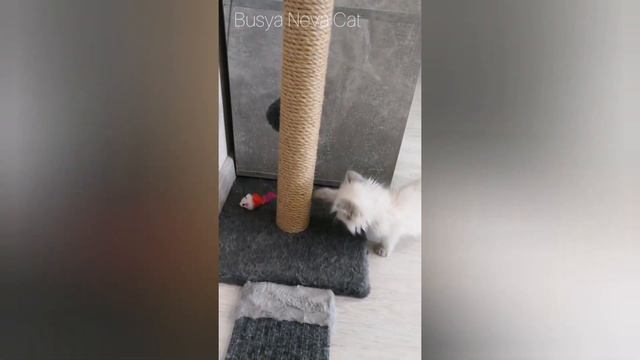 Котенок не любит когтеточку (kitten doesn't like the scratching post) смотреть онлайн