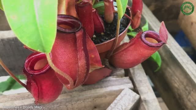 Nepenthes X Bloody Mary | Carnivorous Plants | ?? Panama |