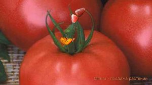 Томат обыкновенный Торбей F1 (torbey f1) 🌿 томат Торбей F1 обзор: как сажать семена томата Торбей F