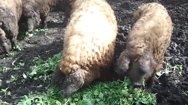 кормление свиней, породы венгерской мангалицы в деревне у мазая. смотреть онлайн