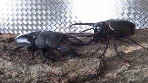 Необычные жуки-олени, жуки-геркулесы, крутые факты про жуков жесткокрылых которые вы не знали