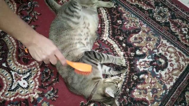 Как доставить коту удовольствие