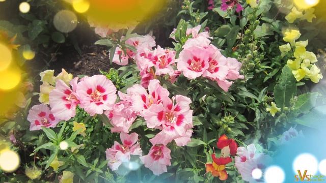 Красивое и красочное пожелание хорошего дня!!! смотреть онлайн