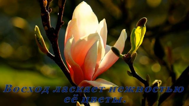 Цветёт магнолия. Музыка - С. Чекалин смотреть онлайн