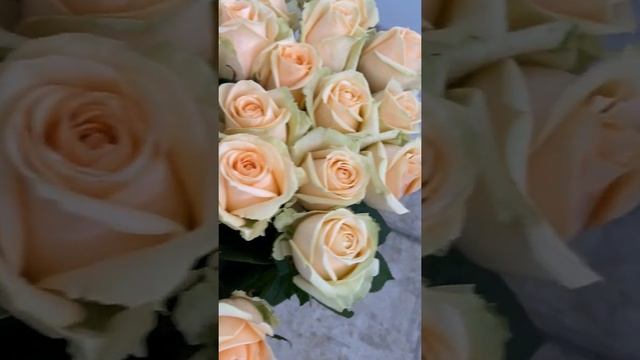 Обзор розы сорта Аваланж Пич, РБ (длина стебля 60см) смотреть онлайн