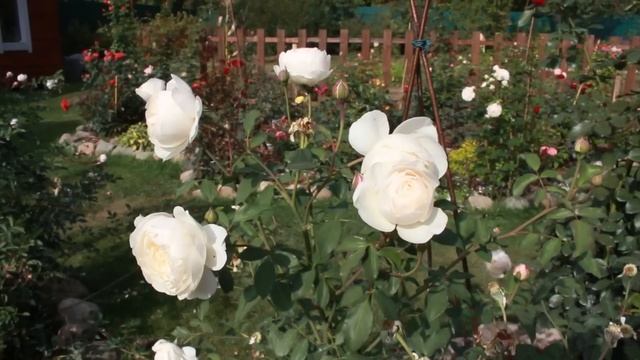 Пышные розы осени смотреть онлайн