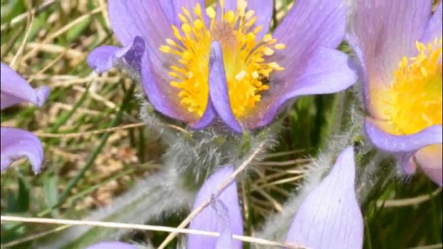 HAUSER Schubert Serenade