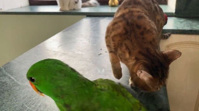 It's time for lunch and the parrot wonders what people eat! В обед всем интересно что мы кушаем. смотреть онлайн