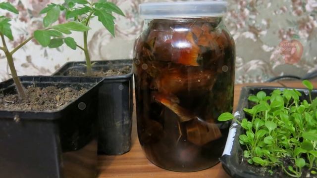 ПРОСТО ЗАЛЕЙТЕ КИПЯТКОМ И ПОЛЕЙТЕ РАССАДУ .НИКОГДА МОЯ РАССАДА НЕ РОСЛА ТАКАЯ КРЕПКАЯ И КОРЕНАСТАЯ смотреть онлайн