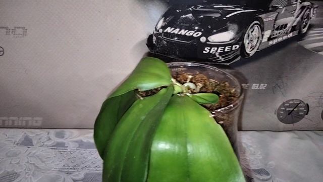 Орхидея после лечения от клеща! Чем обрабатывала? смотреть онлайн