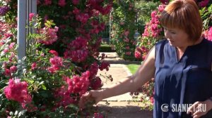 Роза Super Excelsa