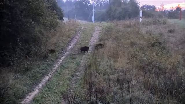 Стадо кабанов перебежало в Беларусь через литовскую границу смотреть онлайн