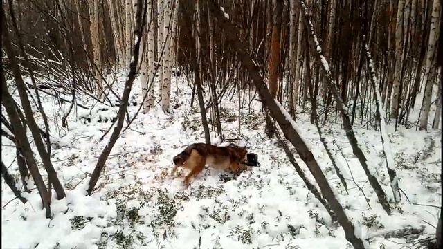охота на соболя с лайками Нет худо без добра смотреть онлайн