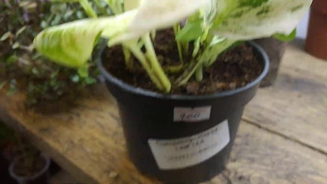 Цветочный магазин для души #комнатныецветы #цветы #город61 #обзорцветов #прогулка смотреть онлайн