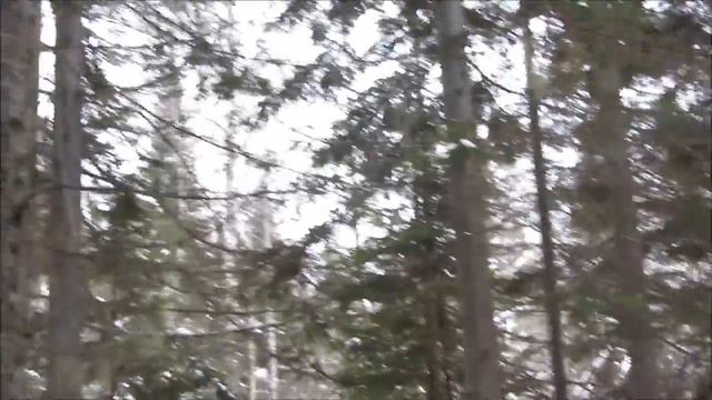 Соболь на деревьях из под собак смотреть онлайн
