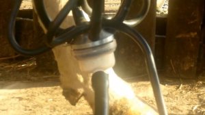 Как сделать самодельную Доильную установку