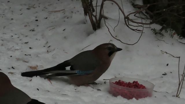 № 1835  26. 11.  2021  Сойка любит арахис