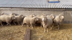 Волгоградская порода овец