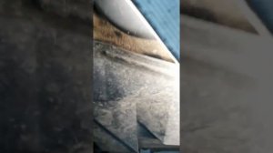 Слив антифриза ниссан икстреил