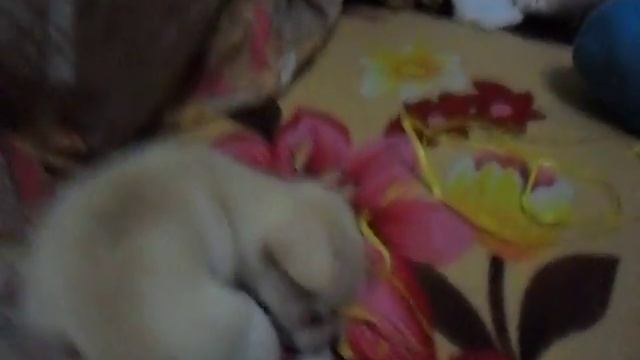 чихуахуа аНюта 1 месяц смотреть онлайн
