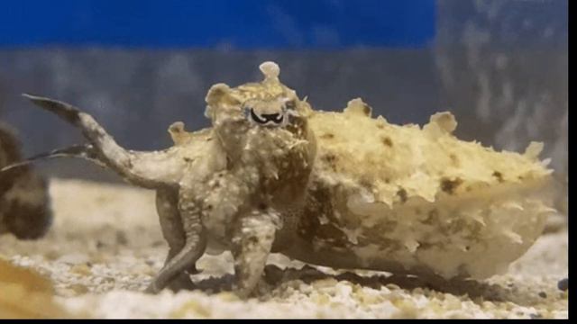 The Awespiring Wonders of #cuttlefish |#brainynuggets смотреть онлайн
