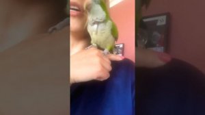 Учим разговаривать попугая монах/квакер/калита Myiopsitta monachus