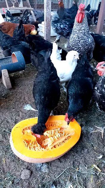 ТЫКВА - лучший подарок для кур. смотреть онлайн