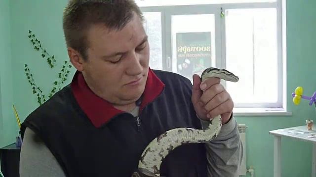 Борисоглебск "королевский питон" смотреть онлайн