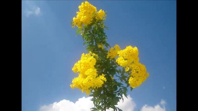 Кампсис - декоративная лиана. смотреть онлайн