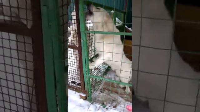 лай алабая смотреть онлайн