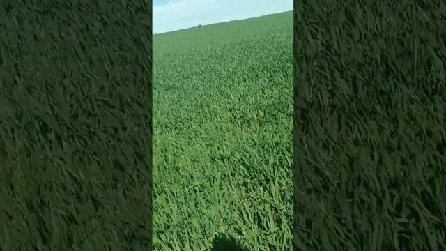 Оз. пшеница и борьба с засухой! смотреть онлайн